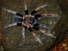 Selenocosmiinae