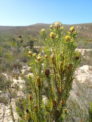 Leucadendron teretifolium