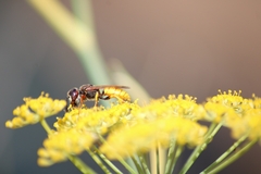 Philanthus triangulum