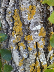Populus nigra
