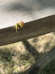 Acanthosoma haemorrhoidale