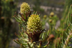 Leucadendron teretifolium