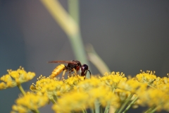 Philanthus triangulum