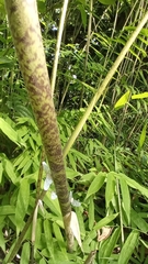 Bambusoideae