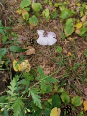 Papaver rhoeas