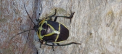 Commius elegans