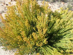 Leucadendron teretifolium