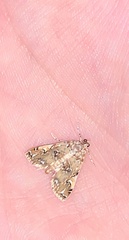 Elophila gyralis