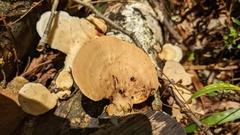 Trametes elegans
