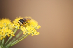 Philanthus triangulum