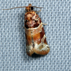 Argyrotaenia kimballi