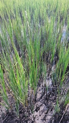 Sporobolus alterniflorus