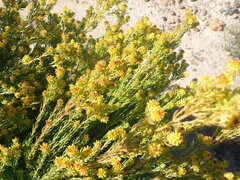 Leucadendron teretifolium
