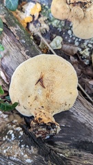 Trametes elegans
