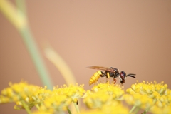 Philanthus triangulum