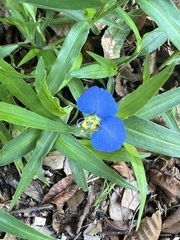 Commelina erecta