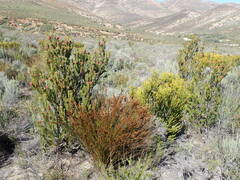 Leucadendron teretifolium