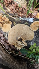 Trametes elegans