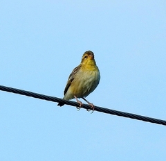 Ploceus philippinus