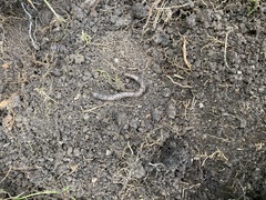 Lumbricus terrestris