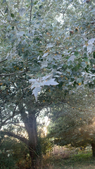 Populus alba