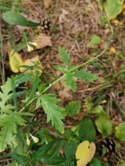 Papaver rhoeas