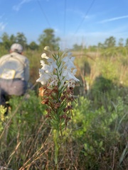 Platanthera blephariglottis