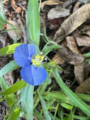 Commelina erecta