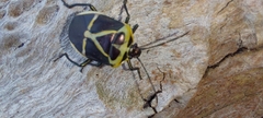 Commius elegans