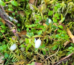 Gaultheria hispidula