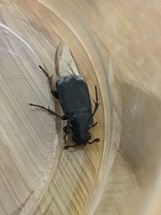 Nicrophorus pustulatus