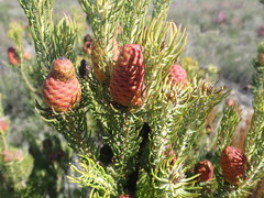 Leucadendron teretifolium