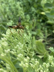 Neoclytus mucronatus