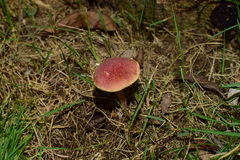 Gymnopilus dilepis