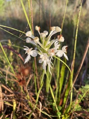 Platanthera blephariglottis