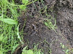 Lumbricus terrestris