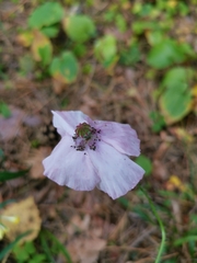Papaver rhoeas