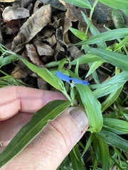 Commelina erecta