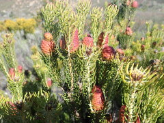 Leucadendron teretifolium