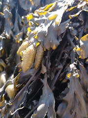 Fucus