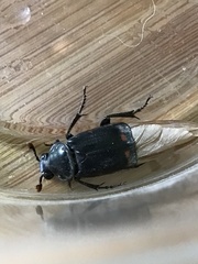Nicrophorus pustulatus