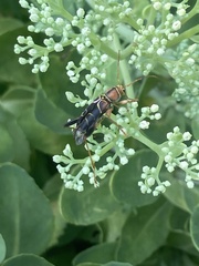 Neoclytus mucronatus