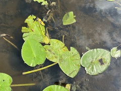 Nuphar variegata