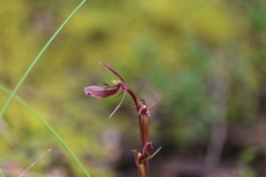 Cyrtostylis