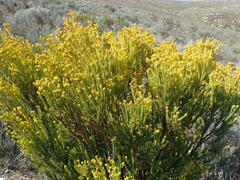 Leucadendron teretifolium