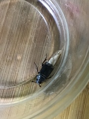 Nicrophorus pustulatus