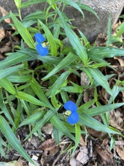 Commelina erecta