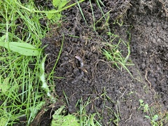 Lumbricus terrestris