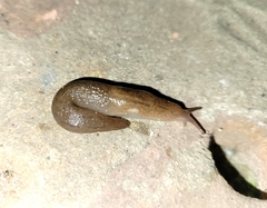 Ambigolimax valentianus