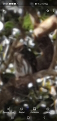 Glaucidium brasilianum